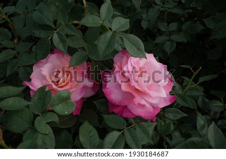 Pink blend Flower of Rose 'Abracadabra' in Full Bloom
