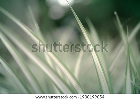 Beautiful view soft green leaves refreshing atmosphere with sunlight. Blurred leaf background with natural bokeh light. foliage of tropical tree in summer. Photo for graphic design, ecology content