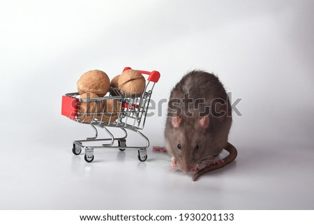 Rat to the supermarket to buy food for the stock