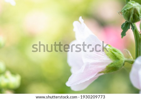 Concept nature view of White and pink leaf on blurred greenery background in garden and sunlight with copy space using as background natural green plants landscape, ecology, fresh wallpaper.