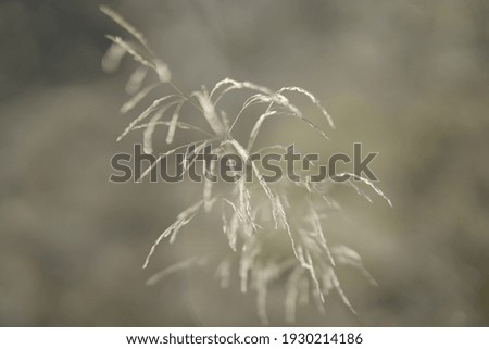 blurry wild plant in the meadow at winter