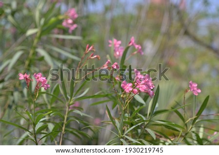 Group of white, pink, red flowers (Adenium flower, Frangipani, Plumeria) with natural background in the garden at Thailand. 