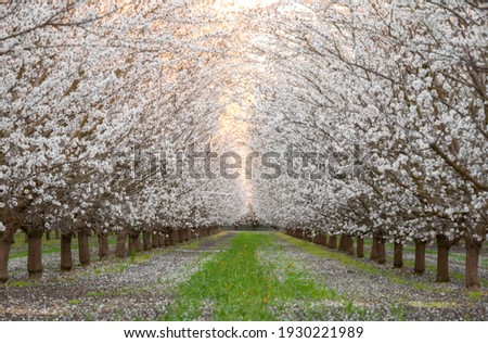 Fresno county blossom trail 2021 spring Royalty-Free Stock Photo #1930221989
