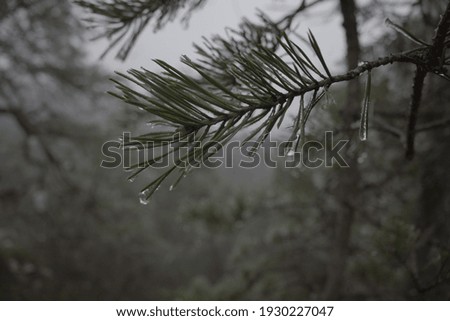 forest covered by snow in the winter season
