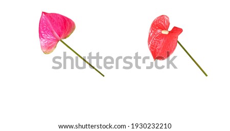Red and Pink Anthurium flower isolated on white background for stock photo or background textures. summuer flower