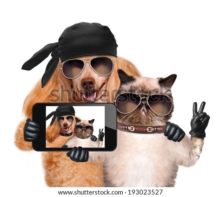 dog with cat taking a selfie together with a smartphone 