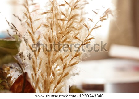Dried flower of Miscanthus, called Susuki in Japanese.