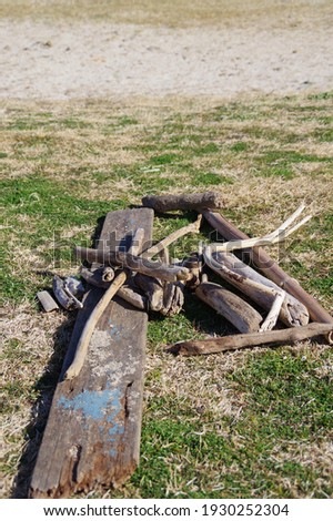 The driftwood which was launched on the sandy beach