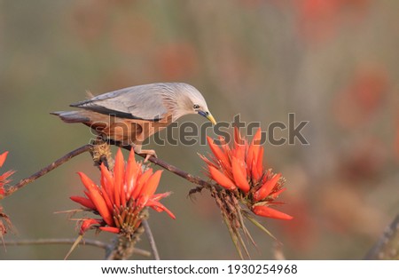 Chestnut-tailed starling or grey-headed starling or grey-headed myna.Satchari National Park, Habiganj, Bangladesh.
