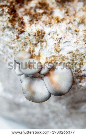 oyster mushrooms with mycelium substrate, fungiculture at home or on a mushroom farm, Pleurotus ostreatus