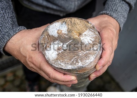 man is holding a wrapped tree stub with clear film, protection of a mycelial inoculated stump in a mushroom farm, fungiculture Royalty-Free Stock Photo #1930266440