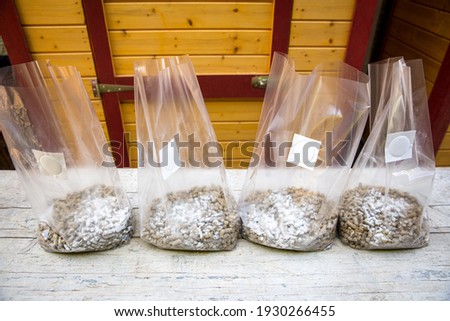 group of bags with straw substrat and gypsum in it, prepared for mushroom cultivating, micropore tape on the bags Royalty-Free Stock Photo #1930266455