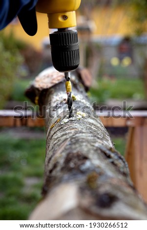 Preparation of an beech tree stub for fungiculture and cultivation, mushroom farm work stages, drilling holes for mycelium pegs Royalty-Free Stock Photo #1930266512