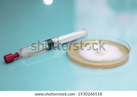 a petri or culture dish with growing fungal or mushroom mycelium in it on a blue, medical or laboratory background, syringe with liquid mycelium