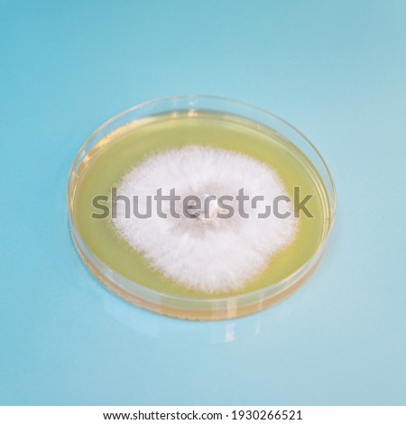 a petri or culture dish with growing fungal or mushroom mycelium in it on a blue, medical or laboratory background