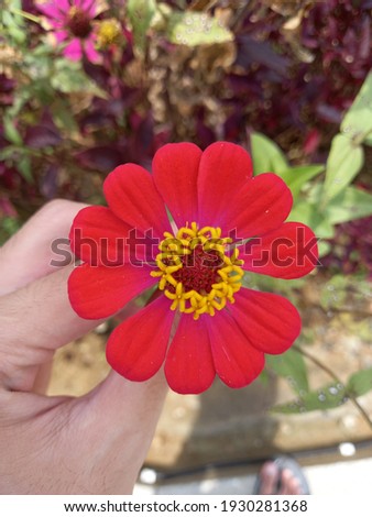 red beautiful flower from close view