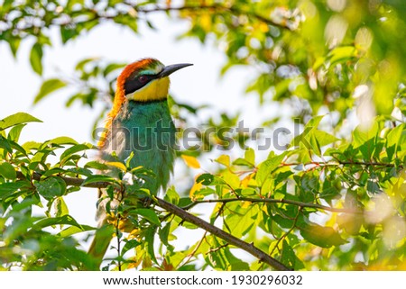 Bee-eater bird sitting inside the bush on a vivid summertime day