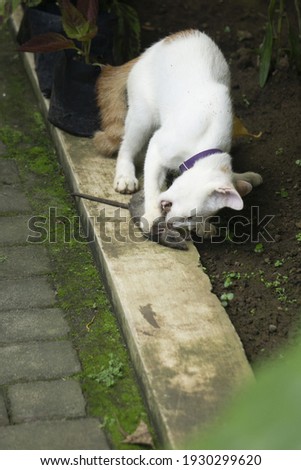 White cat biting dead mouse, cat playing with it's prey