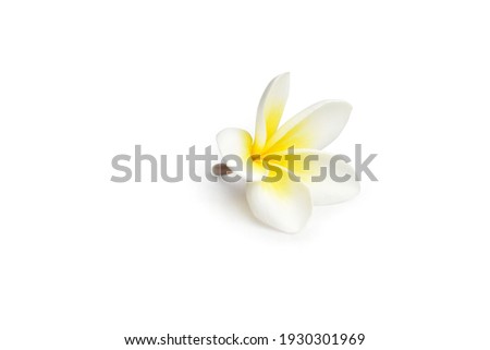 Plumeria flowers are isolated on a white background. Clipping path