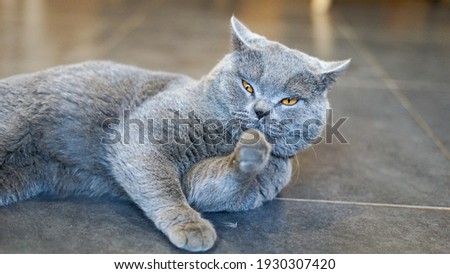 A cute male British shorthair cat Royalty-Free Stock Photo #1930307420