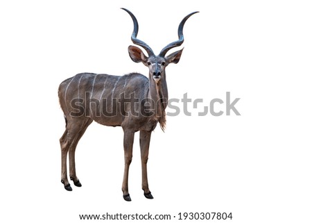 greater kudu on white background.