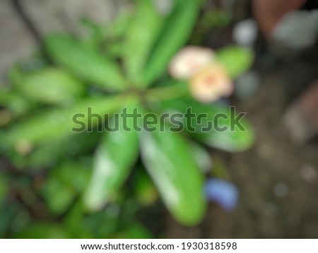 Out of focus plant abstract background.