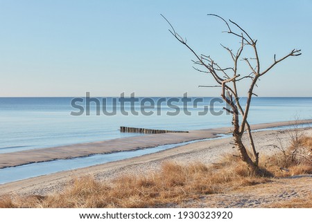beach view from shore with tree in foreground