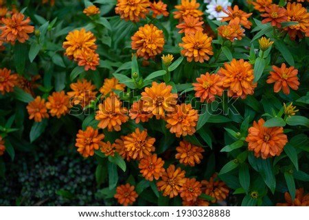 Zinnia violacea Cav.It is used to grow as an ornamental flower in the front of the house, to grow a garden and to grow a potted plant ...