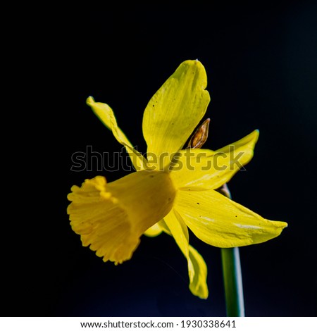 Beautiful yellow Daffodil flowers often seen during Easter and announcing that Spring is around the corner