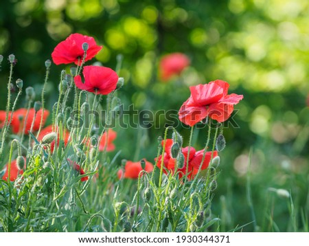 Field of subtle red poppy flowers - Papaver Rhoeeas against green background. Backlight. Sunny day. Shallow depth of field. 