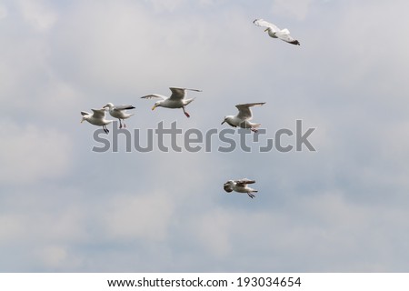 Picture of flying seagulls with clouds