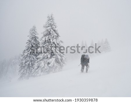 professional photographer with backpack going across coniferous forest during severe snow storm, Ciucas mountains, Romania Royalty-Free Stock Photo #1930359878