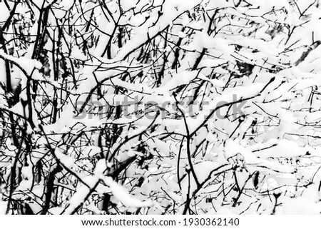 Black and white abstract and graphics like photography of snow covered tree branches. 
