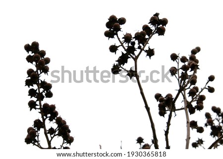 silhouette of tree branches for background