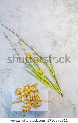 Daffodils, pussy willow, white crab with a gift on a gray background. Postcard with spring holidays, easter, 8 march. There is a place for text