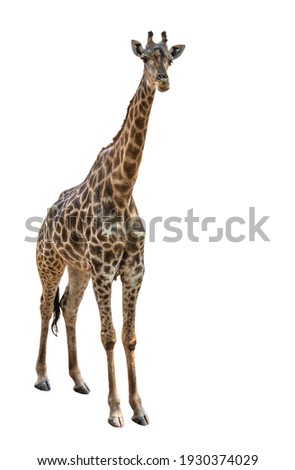 Giraffe on a white background.