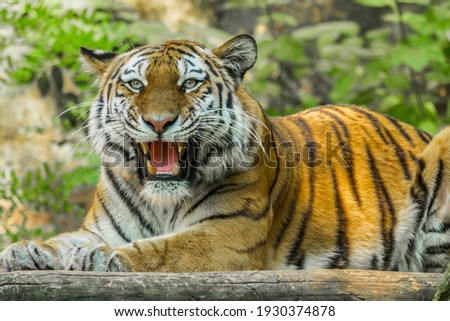 A picture suggests a tiger when he is very angry and dangerous