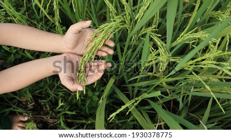 Rice seeds in boy's hand on green rice leaf background. Royalty-Free Stock Photo #1930378775