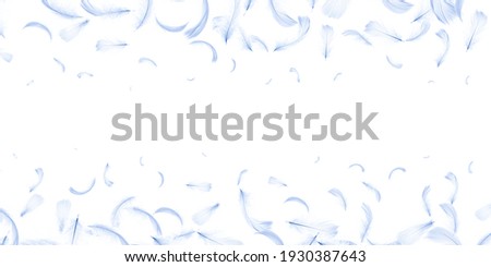Feather concept. Pastel angel feather in pattern texture falling on white background. Elegant expressive artistic image fragility of nature