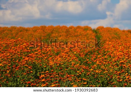 Blooming field of calendula on a sunny day