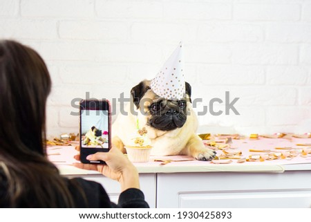 Woman blogger takes pictures  of  pug dogs birthday  on mobile phone 