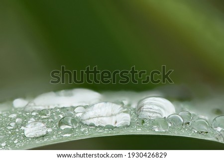 Water drops on leaf at nature close-up macro. Fresh juicy green leaf in droplets of morning dew outdoors. High resolution photo.