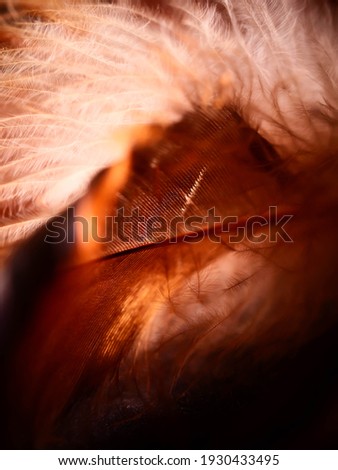 Mix of feathers. Bird and chickens feather texture for background Abstract,blur style and soft color of art design.