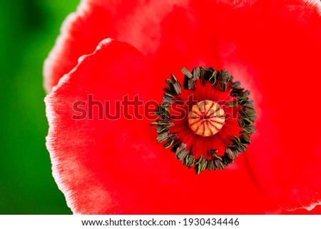 Into Poppy - close up of a poppy flower head