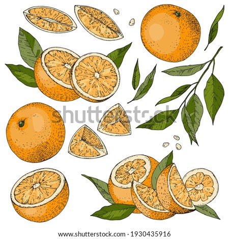Vector collection of hand drawn orange. Set of color sketches with pieces of fruit. Drawings of branches and leaves. Engraving style. For packaging design, advertising, menus, recipe magazines. PART 2 Royalty-Free Stock Photo #1930435916
