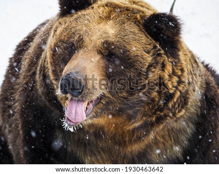 Brown Bears in Noboribetsu Bear Park in Hokkaido, Japan