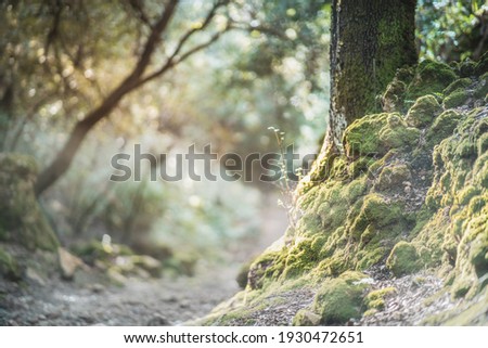 interior of a lush green forest with vegetation and moss around it with the sun passing through its branches