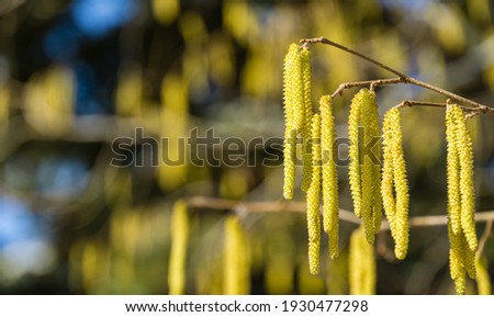 Close-up of yellow flowering hazelnut catkins (earrings) on blurred background of lot beautiful and allergenic hazel catkins Corylus avellana or Corylus maxima. Selective focus on single catkins. Royalty-Free Stock Photo #1930477298