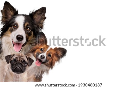 two happy panting dogs and one sad puppy dog in front of a white background