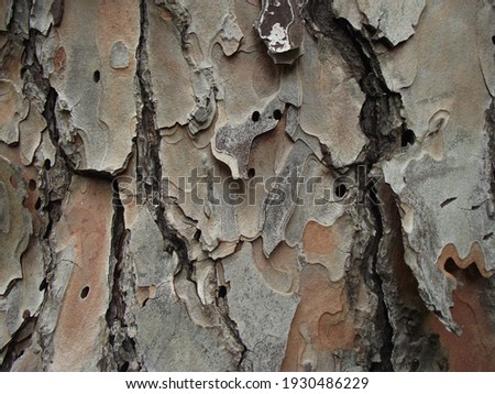 texture of natural tree bark in brown shades for the background